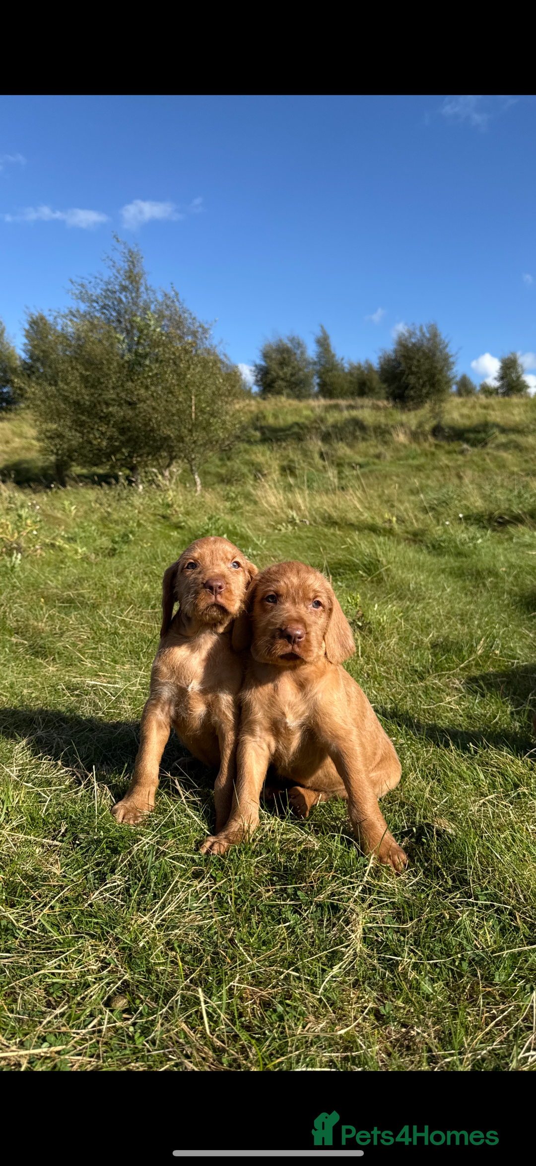Hungarian Vizsla dogs for sale: Wirehaired Vizsla’s - Image 14