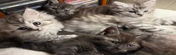 Mixed Breed cats for sale: Persian chinchilla mix kittens  - Advert 3