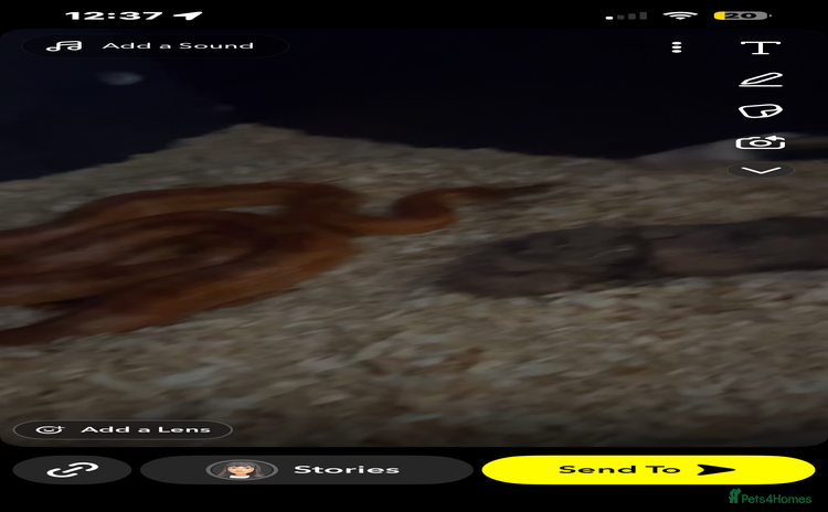 Hamster rodents - Advert 11