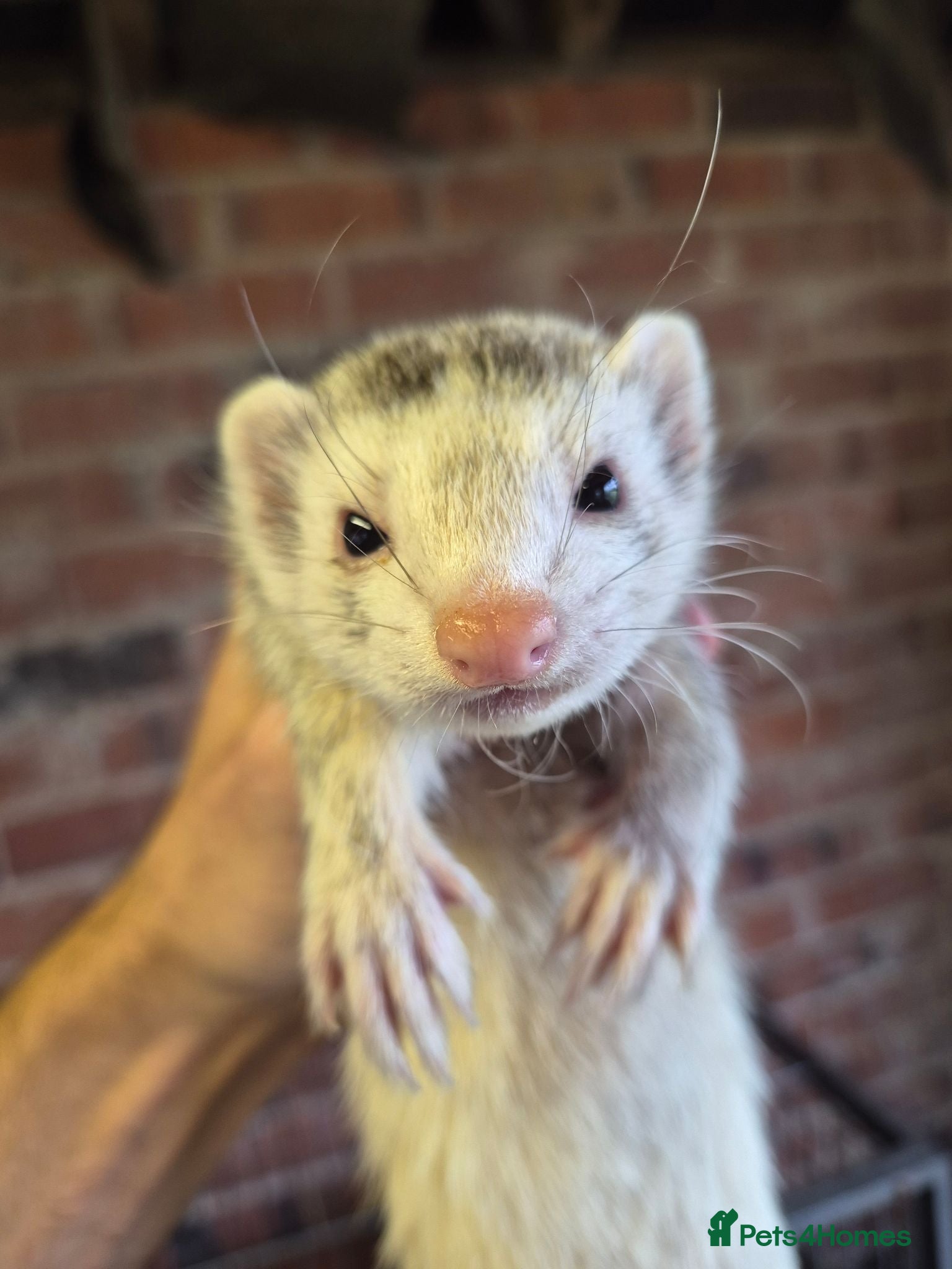 Ferret rodents Ferrets silver jills x2  - Advert 1