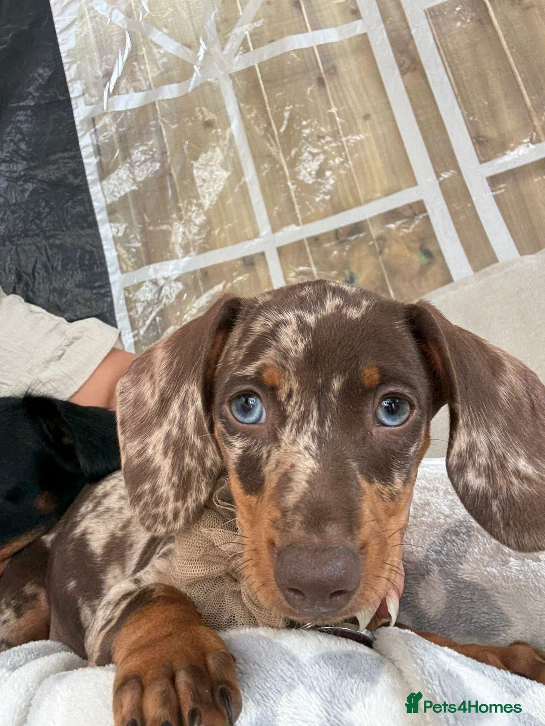 Dachshund dogs for sale: MOLLY IS CURRENTLY RESERVED WILL UPDATE IF CHANGES - Advert 3