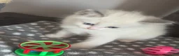 Ragdoll cats for sale: Adorable Gccf registered kittens  in Wakefield - Advert 20