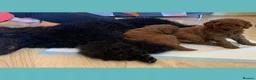 Miniature Poodle dogs for sale: Beautiful Red Pedigree Poodle Puppy Girl Available - Advert 5