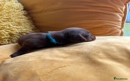 Miniature Dachshund dogs for sale: Miniature Dachshund stunning puppies  - Image 10