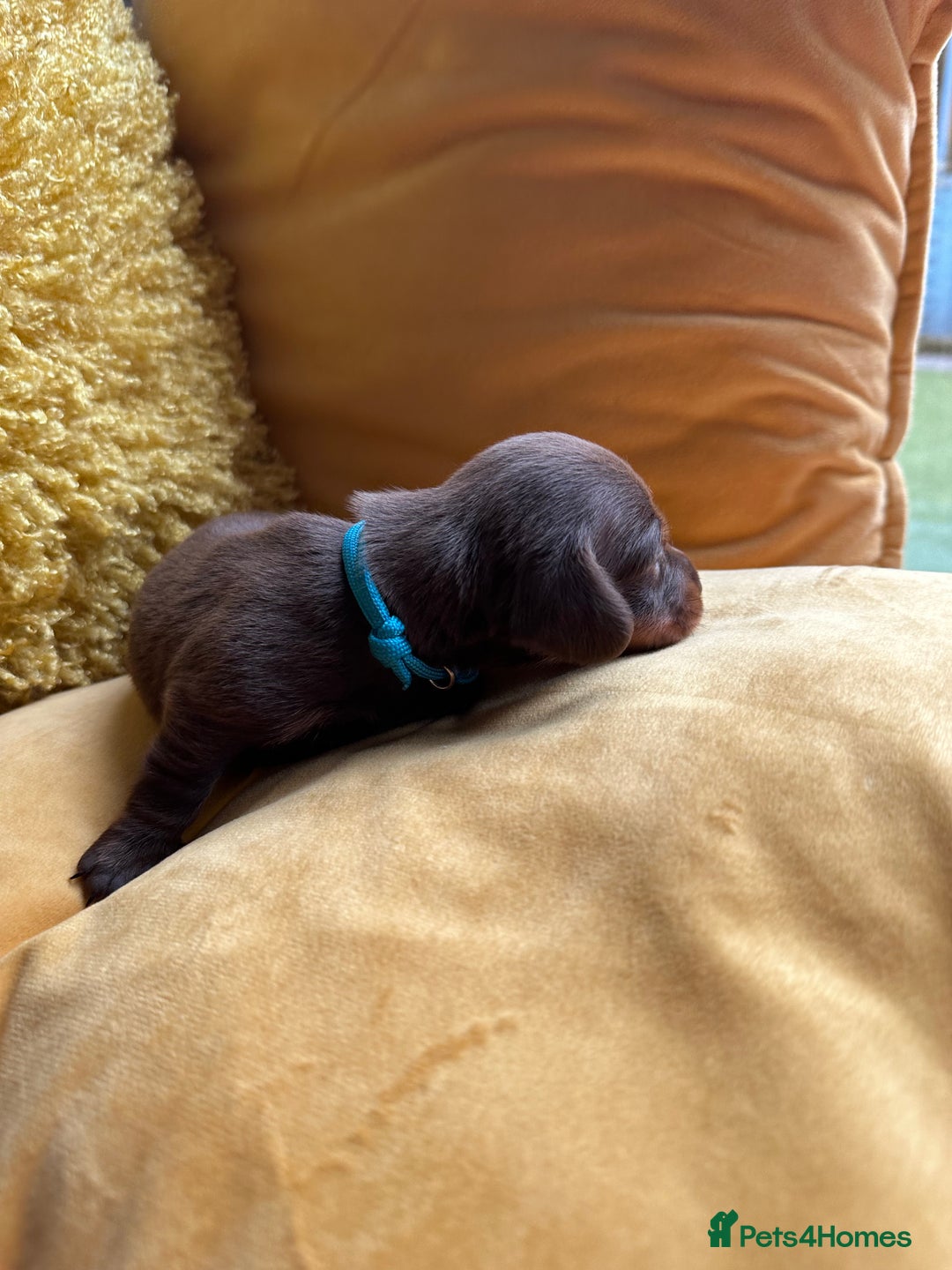 Miniature Dachshund dogs for sale: Miniature Dachshund stunning puppies  - Image 10