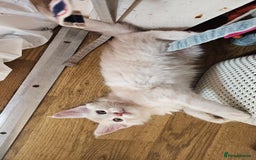 Maine Coon cats for sale: LARGE BREED Maine Coon cross  - Image 4