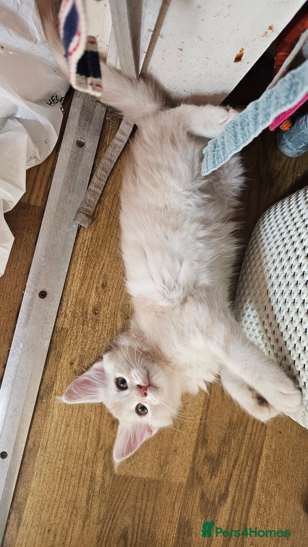 Maine Coon cats for sale: LARGE BREED Maine Coon cross  - Image 4