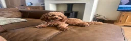 Poodle dogs for stud: Kc Fox red toy poodle for stud  - Advert 5