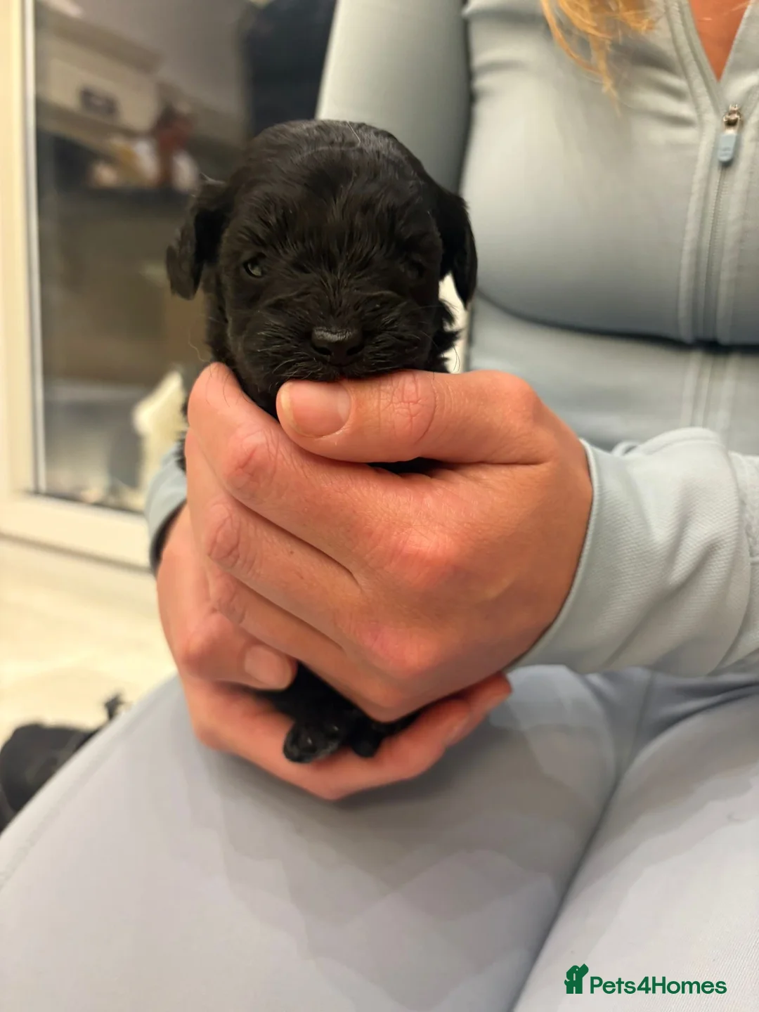 Westiepoo dogs for sale: Westiepoo west highland terrier x Toy poodle - Advert 8