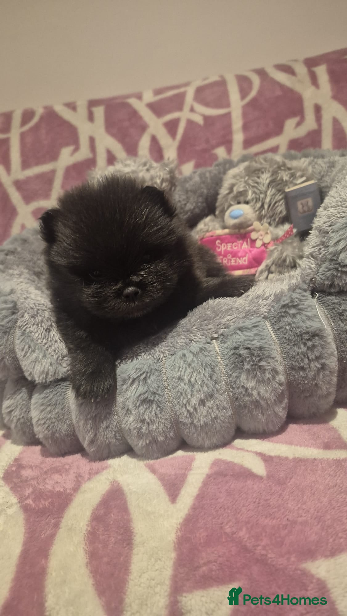 Pomeranian dogs Mini pomeranian puppies  - Advert 9