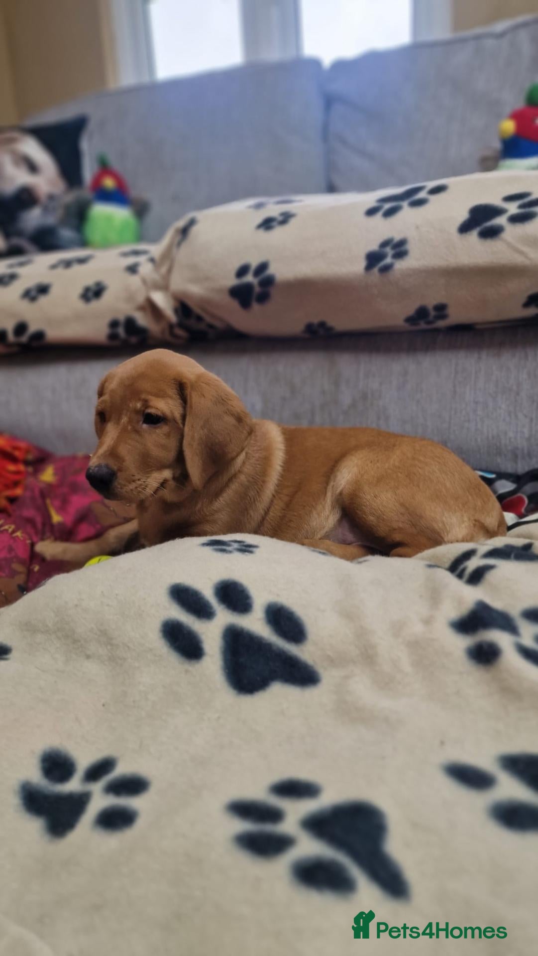 Labrador Retriever dogs KC Registered Labrador Puppies 1 Boys 1 Girl left - Advert 2