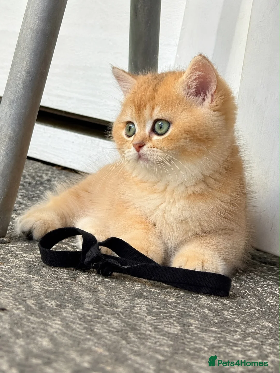 British Shorthair cats for sale: British Shorthair cats - Advert 1