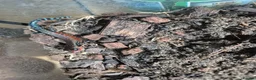 Skink reptiles for sale: Juvenile Fire Skinks  in Aldershot - Advert 2