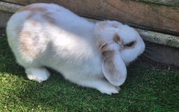English Lop rabbits for sale: Stunning boy looking for a home  in Warlingham - Image 2