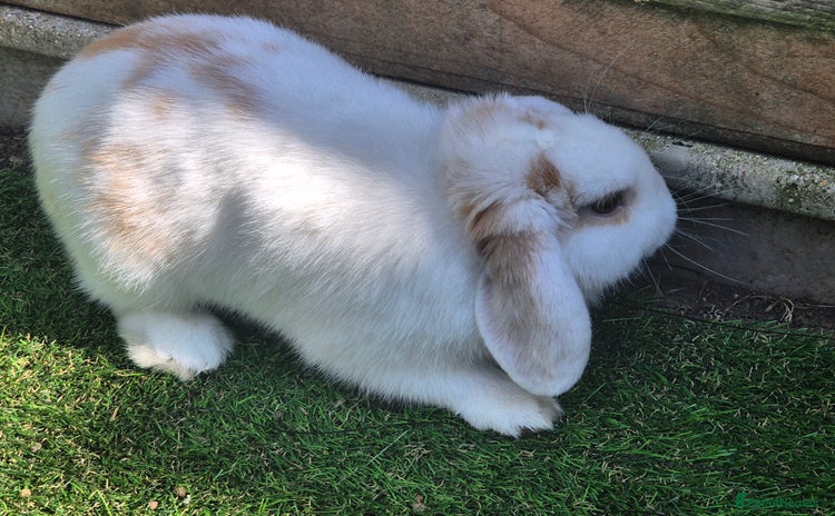English Lop rabbits in Warlingham - Advert 10