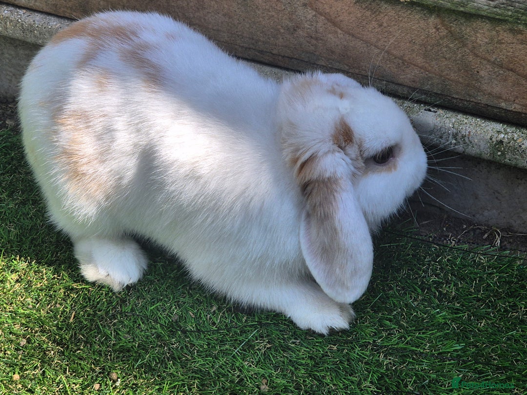 English Lop rabbits for sale: Stunning boy looking for a home  in Warlingham - Image 2