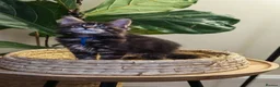 Maine Coon cats for sale: Exceptional XL Maine coons ⭐READY TO LEAVE⭐ - Advert 9