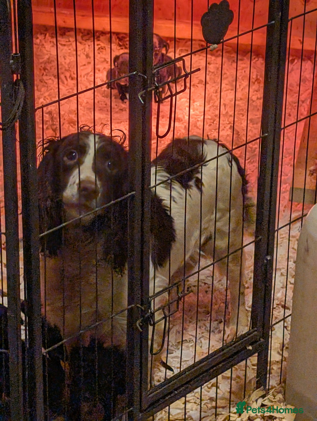 Springador dogs for sale: Stunning springerdors  - Advert 4