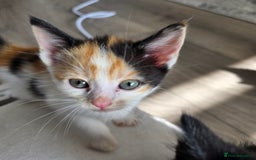 Mixed Breed cats for sale: 5 kittens  - Image 1