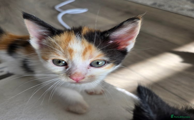 Mixed Breed cats - Advert 12