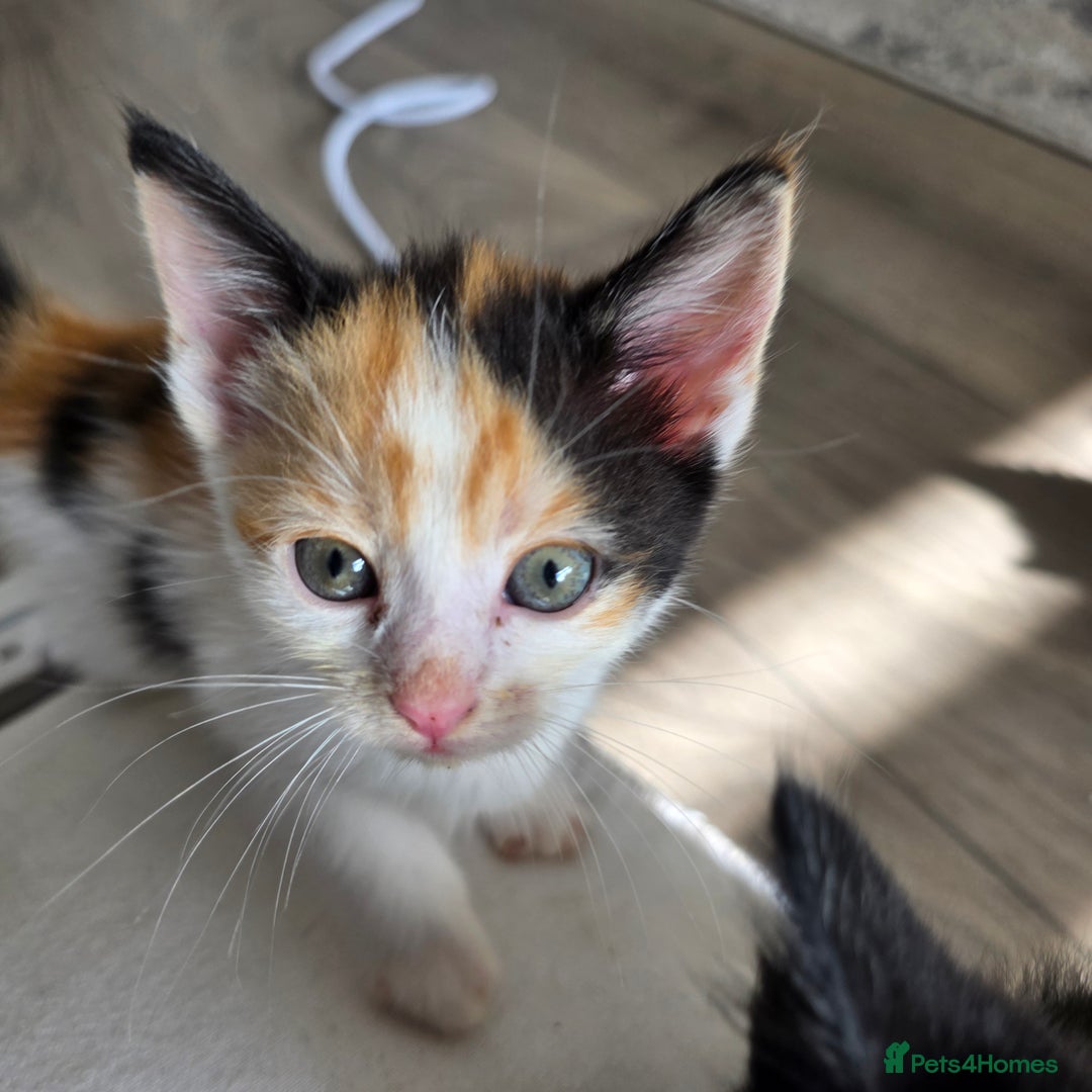 Mixed Breed cats for sale: 5 kittens  - Image 1