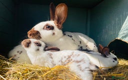 English Spot rabbits for sale: English Spot Rabbits - Advert 13