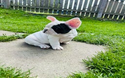 French Bulldog dogs for sale: 🏆KC registered, Standard French Bulldog Puppies🏆 - Image 12