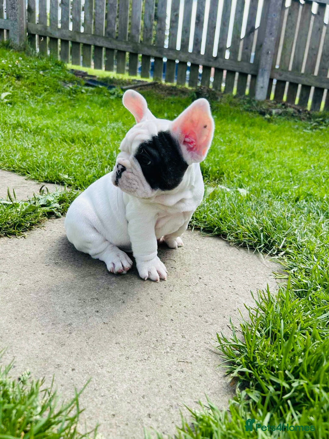 French Bulldog dogs for sale: 🏆KC registered, Standard French Bulldog Puppies🏆 - Image 12