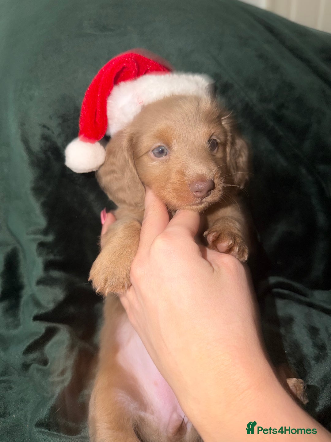 Miniature Dachshund dogs for sale: Fluffy Miniature Dachshund - Advert 1