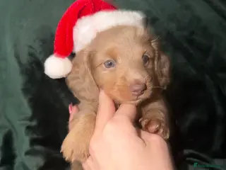 Miniature Dachshund dogs Fluffy Miniature Dachshund - Advert 7