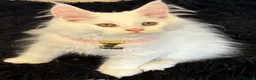 Maine Coon cats for sale: Gorgeous, XXL Russian Maine Coon kittens - Advert 16