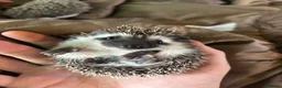Pygmy Hedgehog rodents for sale: Two Gorgeous Hoglets for Loving Forever Homes - Advert 11