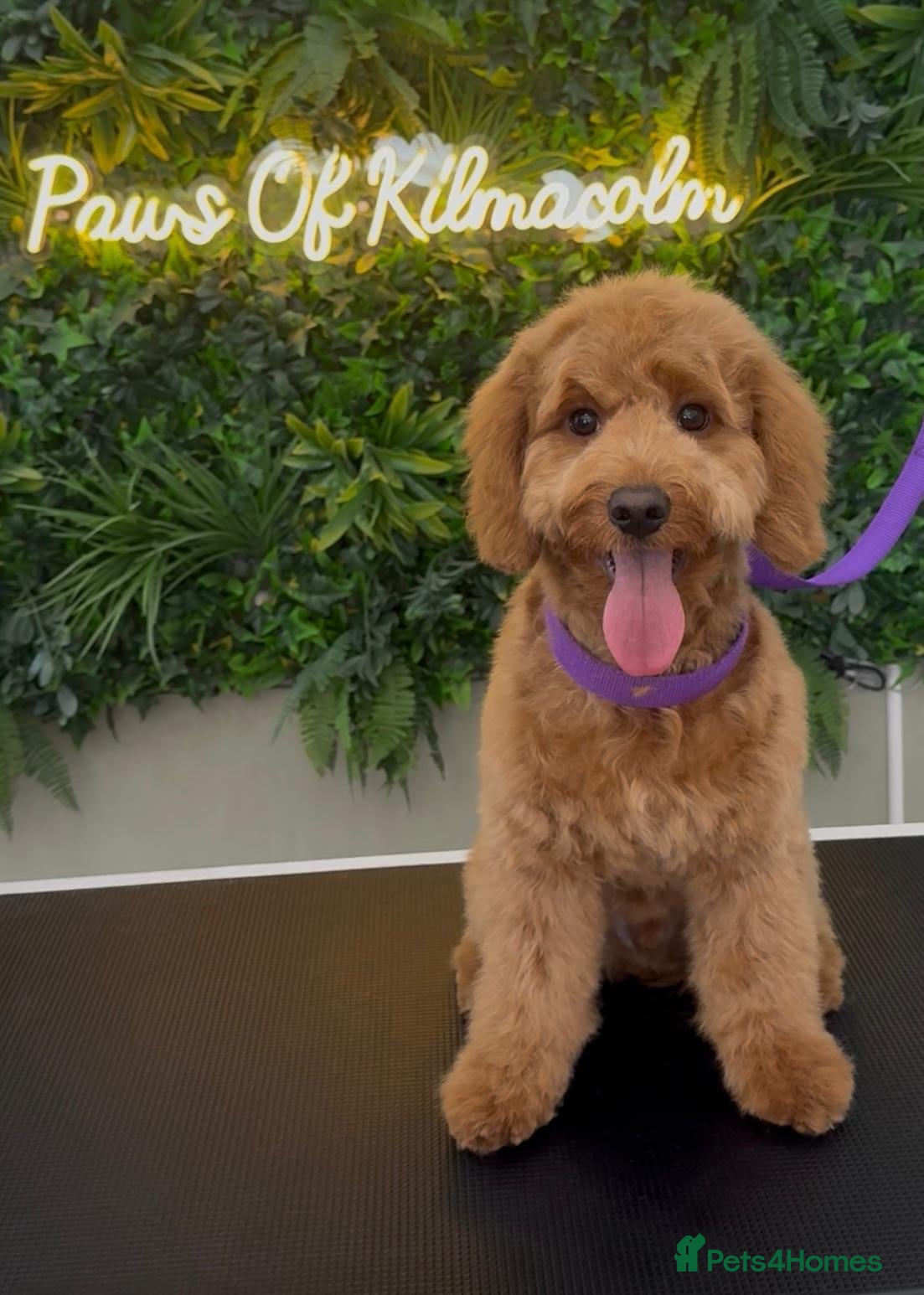 Cavapoo dogs Cavapoos due anyday now. Reserve now!! - Advert 2