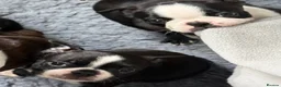 Boston Terrier dogs for sale: Kc Boston Terrier Puppies - Advert 11
