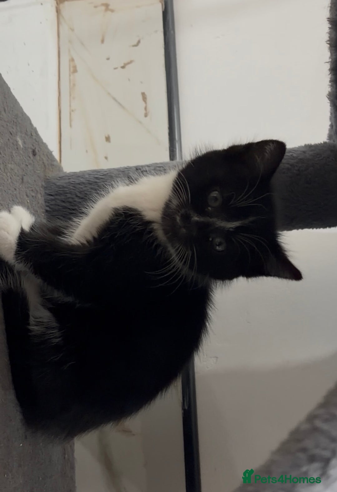 Domestic Shorthair cats for sale: 1 Female Tabby Kitten & 1 Black Tuxedo Male Kitten - Advert 5