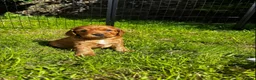 Cocker Spaniel dogs for sale: Golden Working Cocker Spaniel Puppies  - Advert 7