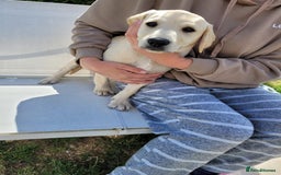 Labrador Retriever dogs for sale: Kc registered Labrador puppie ready to leave - Image 4