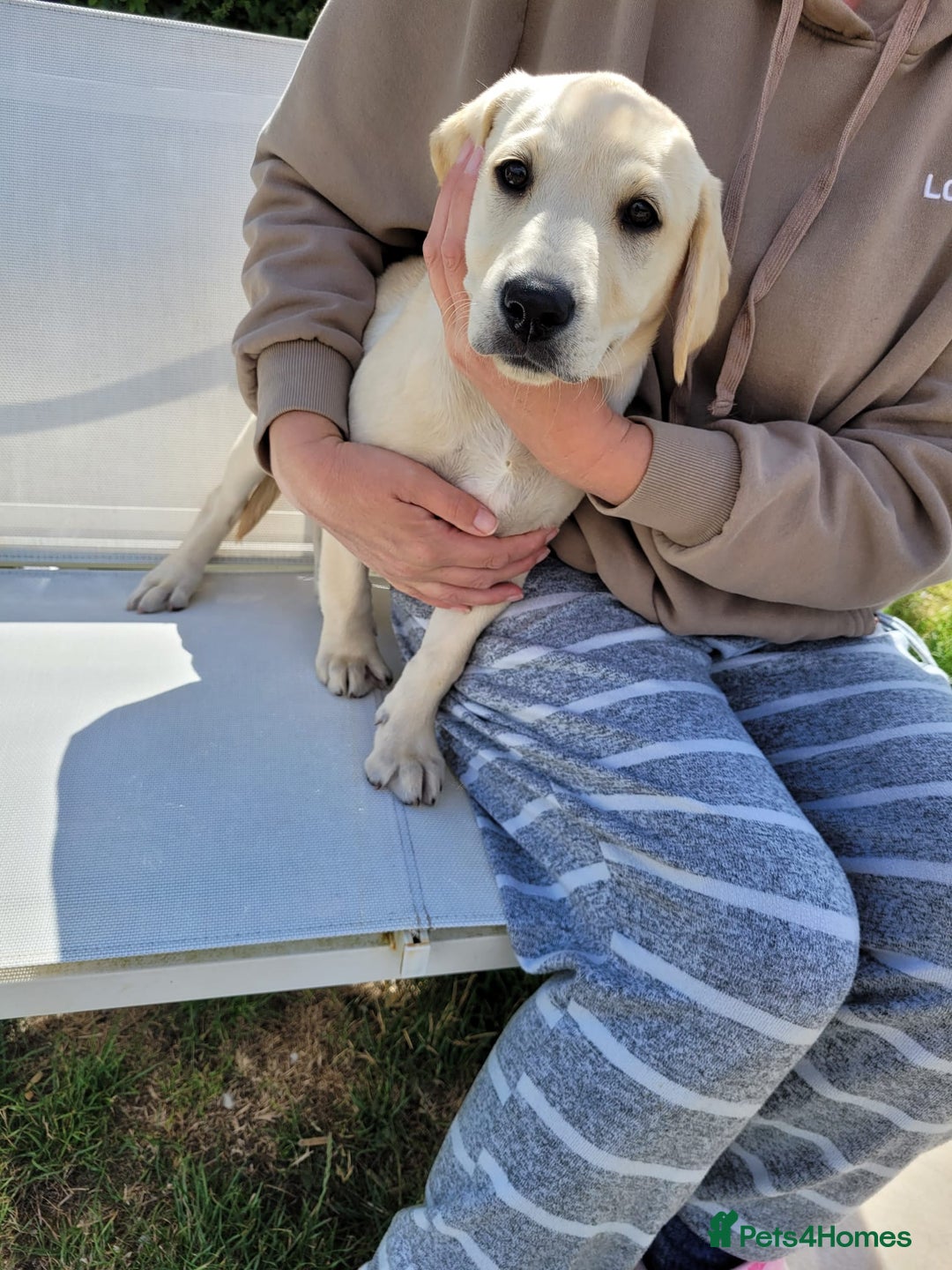 Labrador Retriever dogs for sale: Kc registered Labrador puppie ready to leave - Image 4