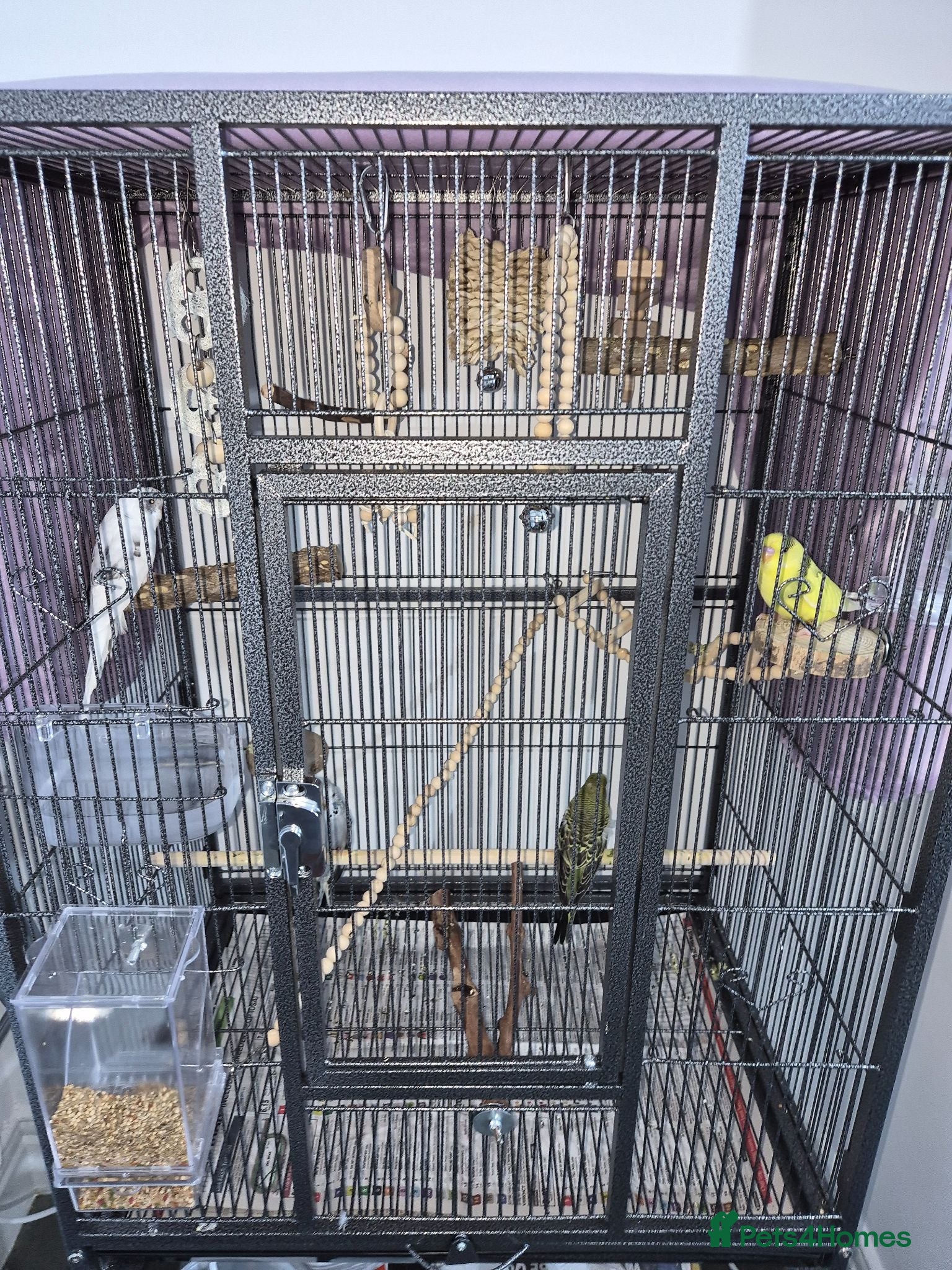 Budgerigars birds 3 Budgies - Advert 1