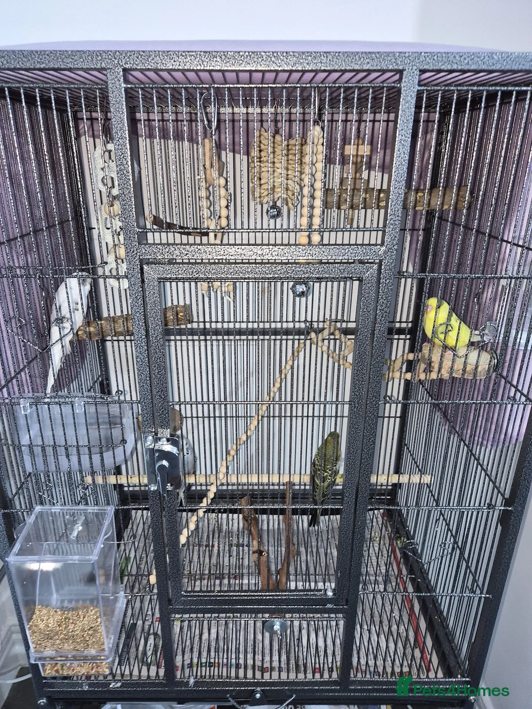 Budgerigars birds for sale: 3 Budgies - Advert 1