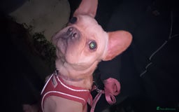 French Bulldog dogs for sale: Winnie French bulldog  - Image 7
