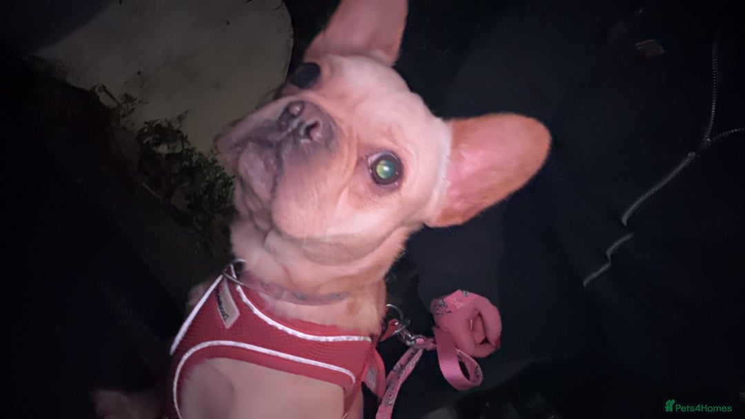French Bulldog dogs for sale: Winnie French bulldog  - Image 7