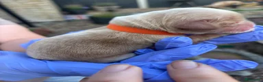 Orange collar girl 