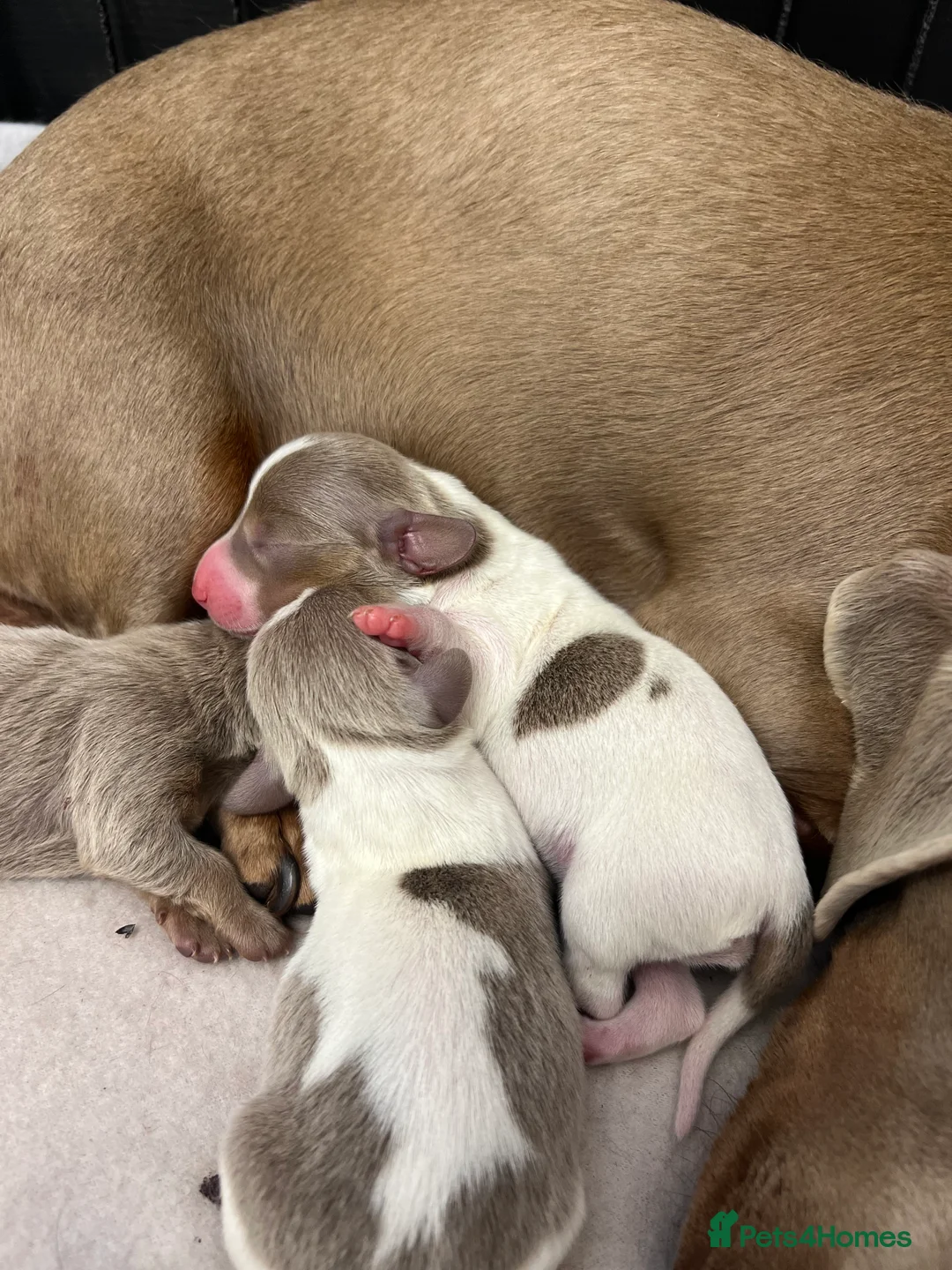 Miniature Dachshund dogs for stud: 🍦ALPHA mini cream Int/Int pied Smooth dachshund ! in Mexborough - Advert 15