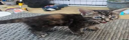 Mixed Breed cats for sale: Beautiful tabby x bengal kittens  - Advert 19