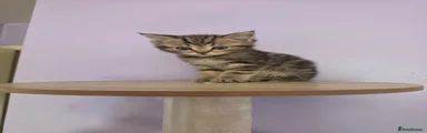 Scottish Fold Kitten 2