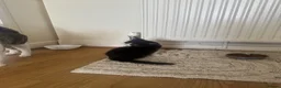 Domestic Shorthair cats for sale: tuxedo loving girl looking for a new home  - Advert 5