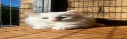 Turkish Angora cats for sale: Kittens available for loving homes - Advert 17
