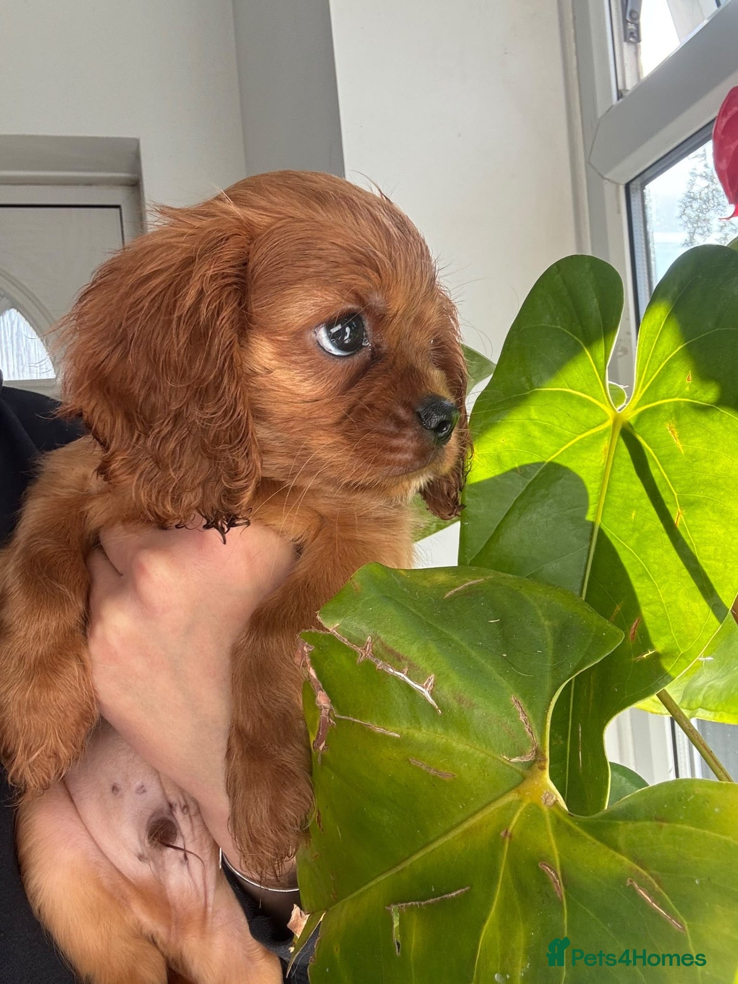 Cavalier King Charles Spaniel dogs Beautiful health tested puppies 💙 - Advert 1