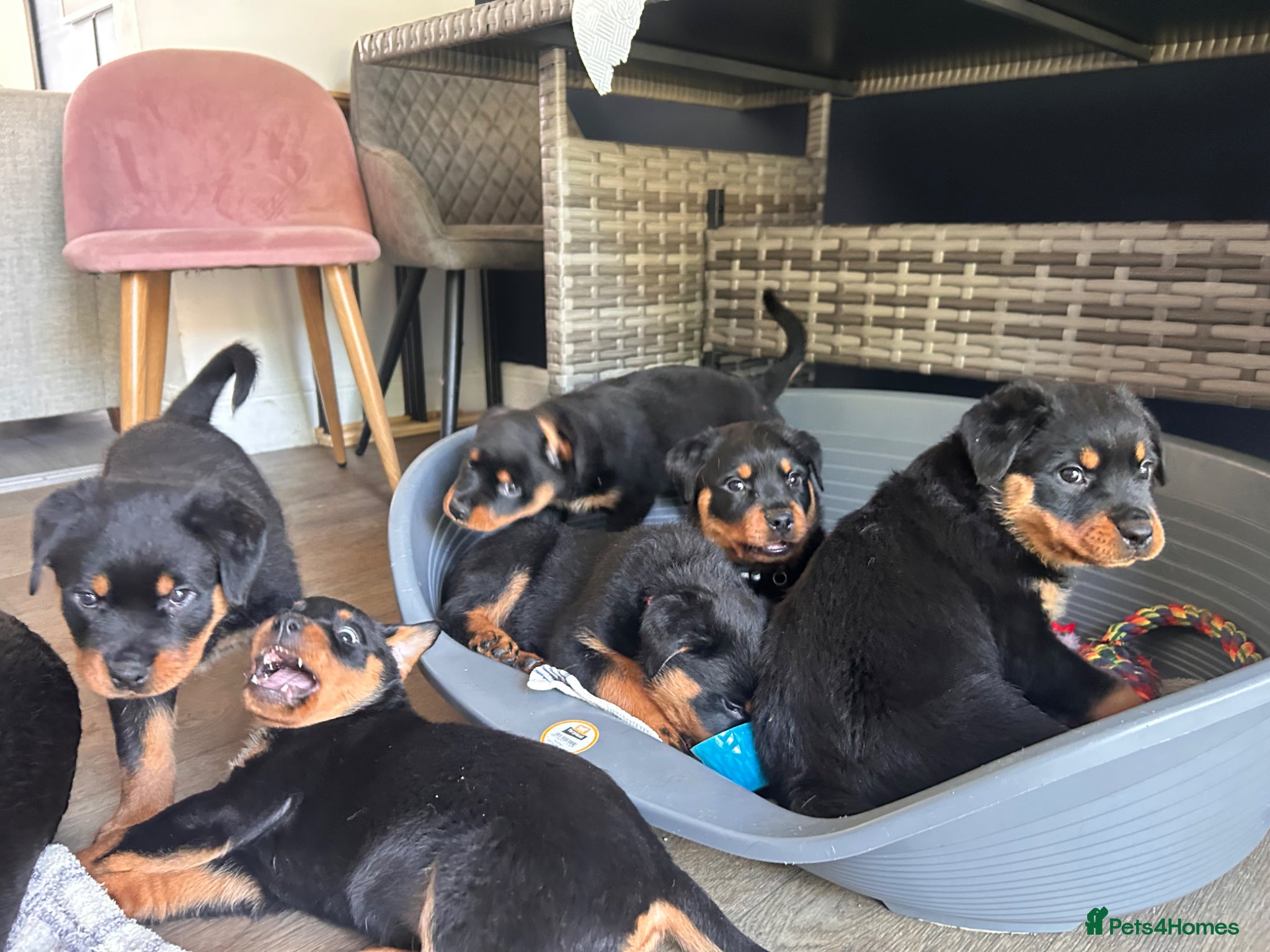 Rottweiler dogs for sale: Pure breed Rottweiler puppies for sale - Advert 8